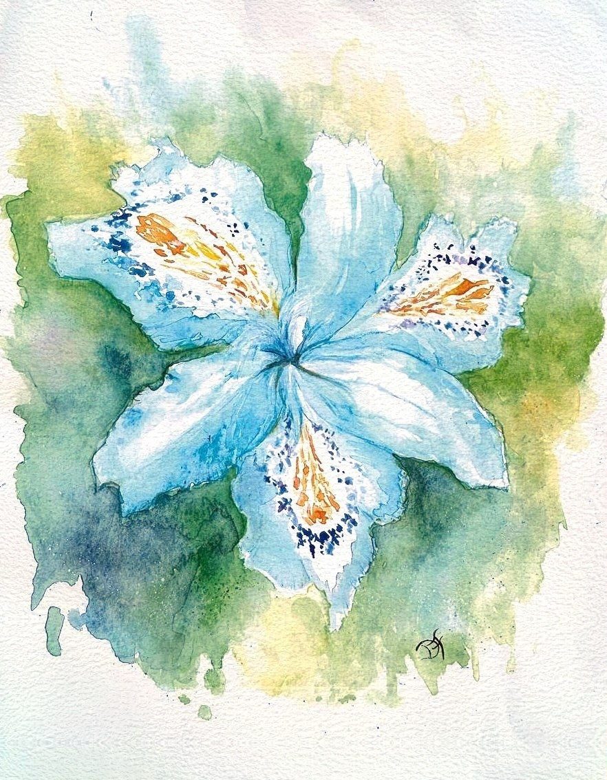 Acquerello: Iris japonica