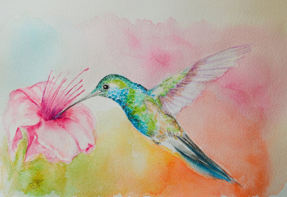 Acquerello di un colibrì accanto a un fiore rosa