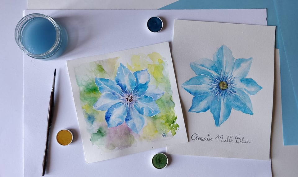 Acquerello di un fiore di clematide azzurra, due versioni a confronto