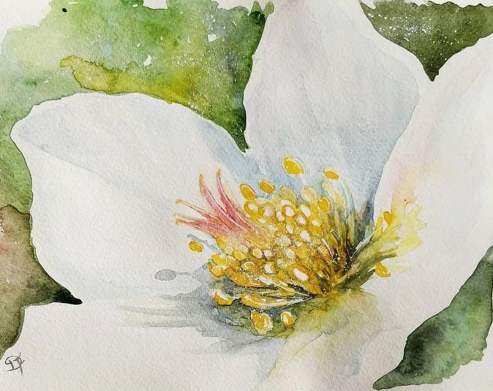 Acquerello ravvicinato di un fiore bianco con stami gialli